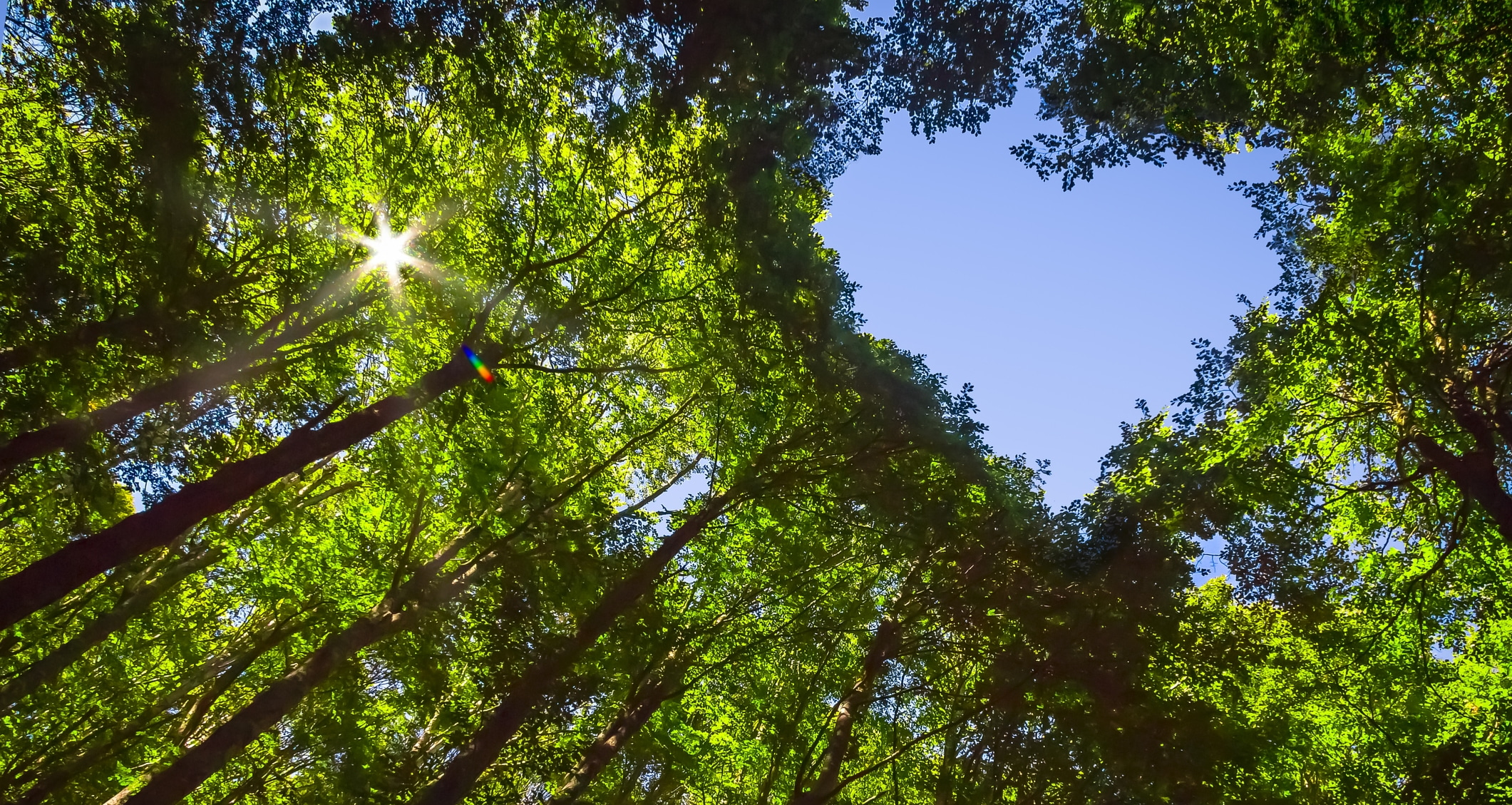 De bladeren van de bomen vormen een hart